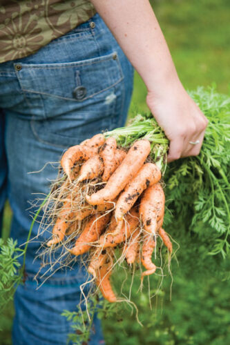 Summer Harvest Guide